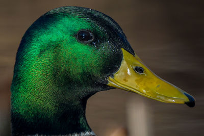 Close-up of a bird