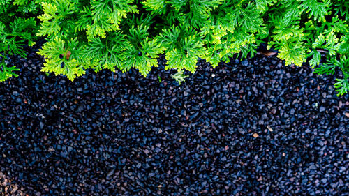 High angle view of plants growing outdoors