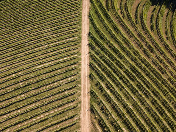 Full frame shot of agricultural field