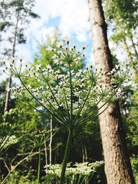 Close-up of plant growing on tree trunk