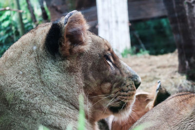 Close-up of a cat