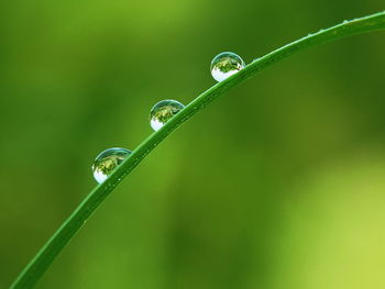 Close-up of wet grass