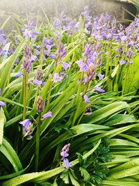 Close-up of purple flowers