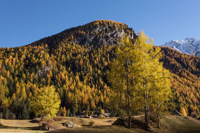 Scenic view of forest against clear sky during autumn