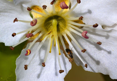 Close-up of white flowering plant