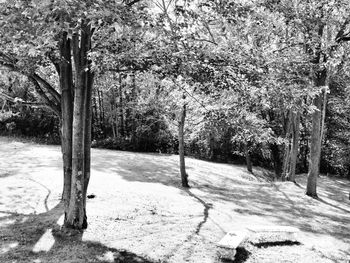 Empty road in forest