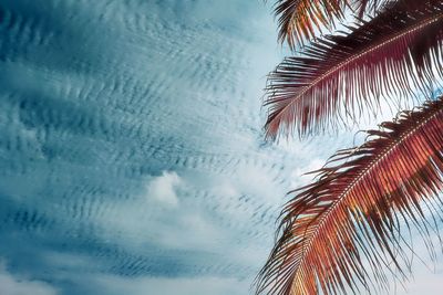 Low angle view of palm trees against sky