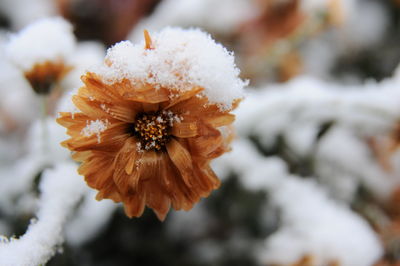 Close-up of flower against blurred background