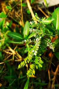 High angle view of plant on field