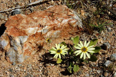 High angle view of flowering plants on rocks