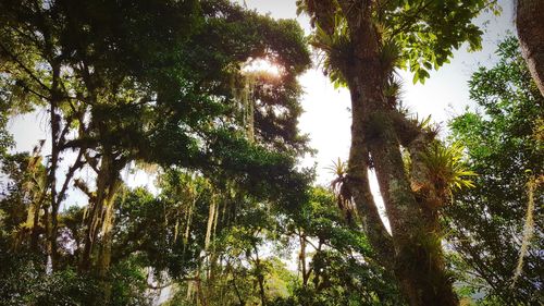 Low angle view of trees in forest