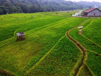 Aerial panorama of agrarian rice fields landscape like a terraced rice fields ubud bali indonesia