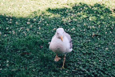 White duck on field