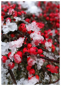 Close-up of frozen flowers during winter