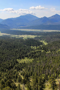 Scenic view of forest against sky