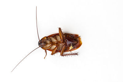 High angle view of fly on white background