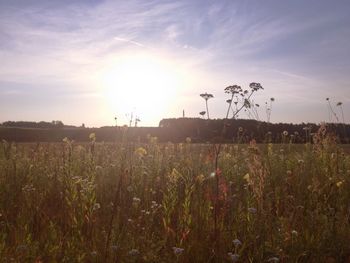 Plants growing on field against sky during sunset