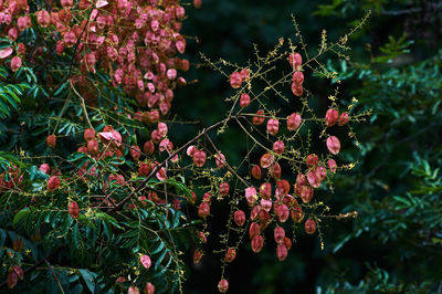 Close-up of fresh plants against trees