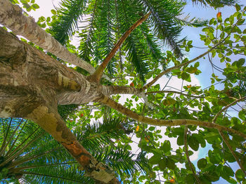 Low angle view of coconut palm tree against sky