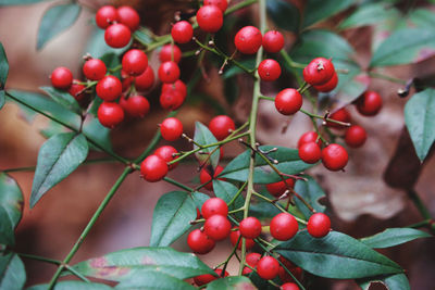 Close-up of cherries growing on tree