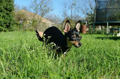 Portrait of dog on field