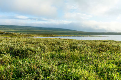 Scenic view of field against sky