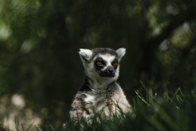 Lemur on grassy field against trees