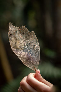 leaf