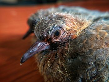 Close-up of a bird