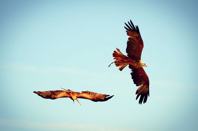 Low angle view of bird flying against clear sky