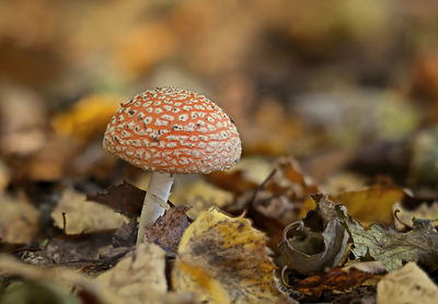 Close-up of fly agaric mushroom on field