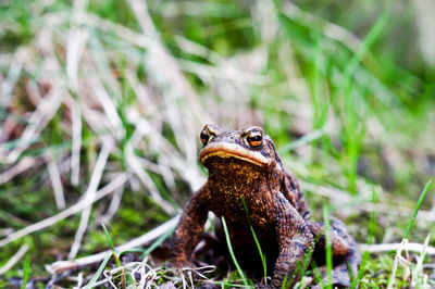 Close-up of frog on field