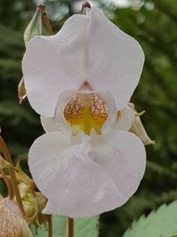 Close-up of white flower blooming outdoors