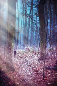 Trees in forest during autumn