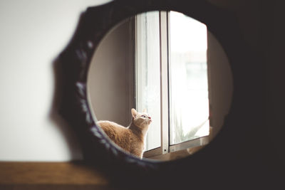 Cat looking through window at home