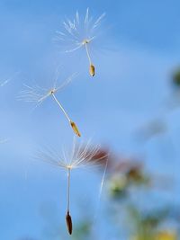 Low angle view of flowering plant against sky