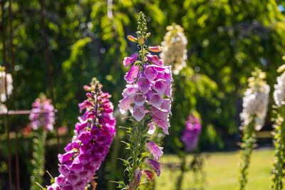 Close-up of purple flowering plant