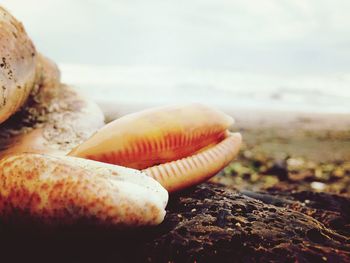 Close-up of hand by sea against sky