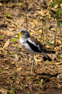 African wattled