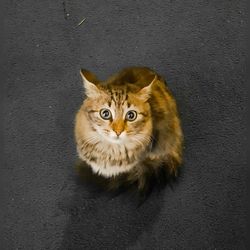 High angle portrait of cat sitting on floor