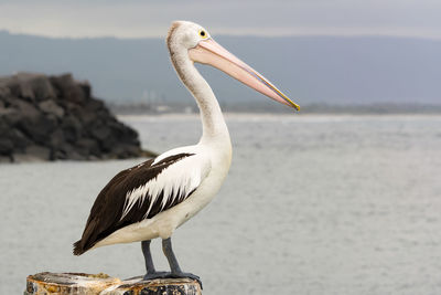 Close-up of bird against blurred background