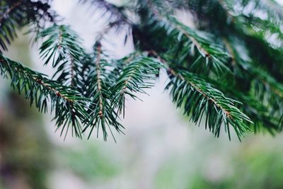 Close-up of leaves on tree