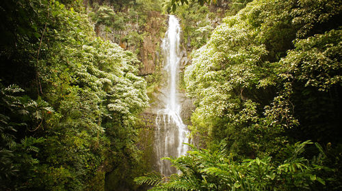 Scenic view of waterfall against trees