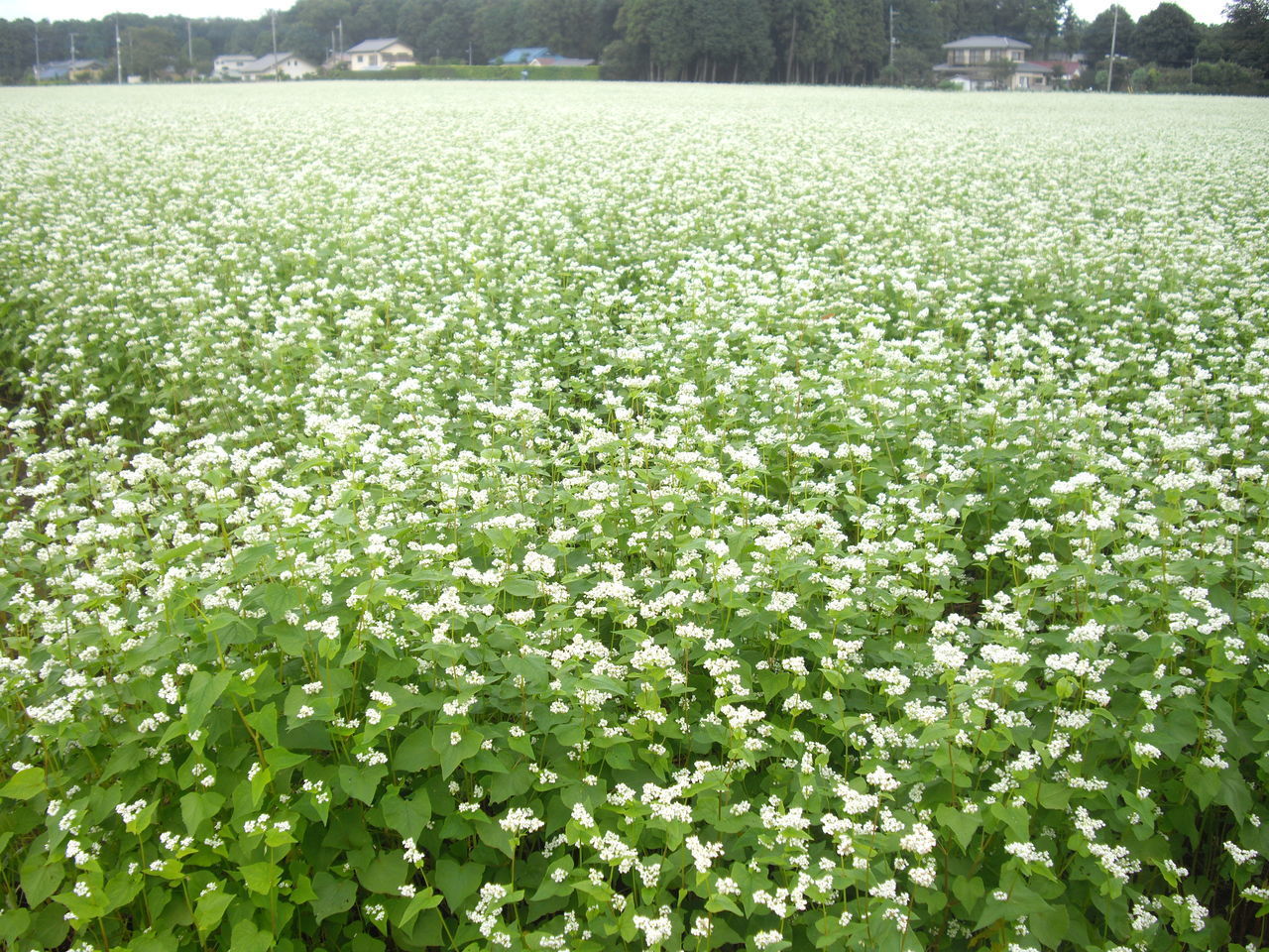 SCENIC VIEW OF FLOWERING PLANTS ON LAND