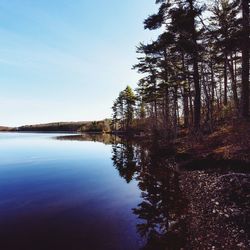 Reflection of trees in calm lake