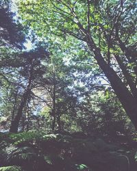 Low angle view of trees in forest