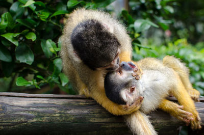 Close-up of monkeys in forest