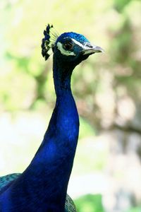 Close-up of peacock