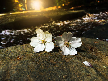 Close-up of flowers