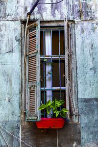 Potted plant on window of old building